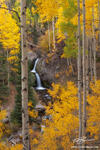 Colorado, Nellie Creek Falls, Aspen Trees, Gold, San Juan Mountains photo