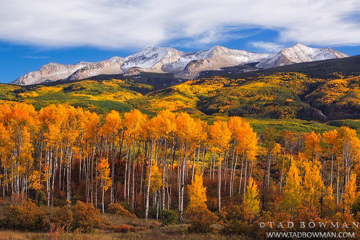 Colorado,fall,autumn,autumnal,East Beckwith photos,aspen tree pictures,forest,wilderness,fall foliage,gold, gunnison national forest, Crested Butte, Kebler Pass