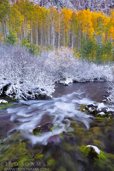 Colorado streams, Fall, aspen tree photos, gold, stream, White River National Park,Colorado waterfall pictures,snow,snowy,Colorado aspen tree photographs,creek, river,mossy, mossy rocks,autumn,autumna