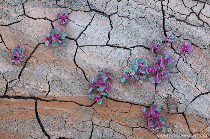 Arizona, desert, arid, clay, patterns,four wing saltbush photos,four wing saltbush photo,pictures,images, abstract, abstracts,desert flowers,flower,southwest