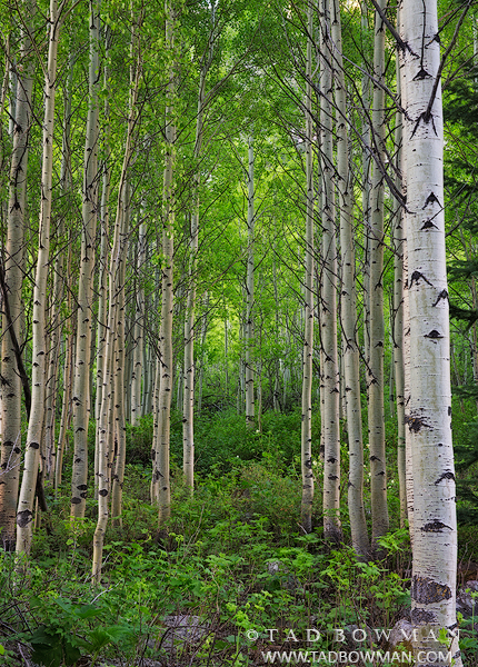 Colorado photos,aspen image,aspen tree photos,bole,boles,forest,wilderness,unique,green,spring,aspen pictures,images,aspens,aspen trees