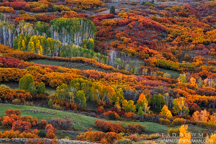 Aspen Trees | Tad Bowman