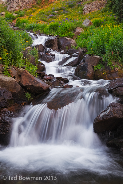 Colorado,waterfall,waterfalls,water fall, water falls,flower,flowers,wildflower,wildflowers,uncompahgre national forest