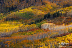 Nature's Color Palette
