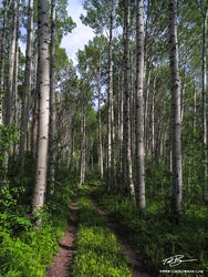 Aspen Walkway