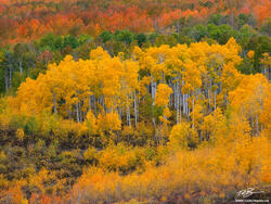 Chords of Autumn