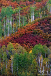 Colorful Hillside