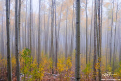 Ethereal Aspen Trees