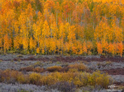 Fire in the Canopy