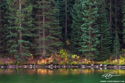 Lakeside Reflections