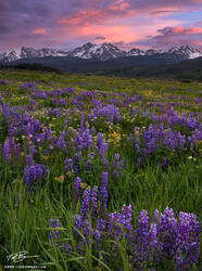 Lupine Meadows