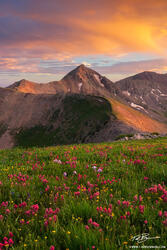 2011 Colorado Mountain Wildflower Photos
