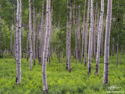 Colorado, Aspen Photos, Colorado Aspens, Ferns, foliage, aspen tree photos, aspens, forest, wilderness, Colorado tree photos 