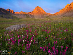 Colorado, Colorado Mountain Photos, Wetterhorn Peak photos, sunset, wildflower photos, colorado wildflower photos