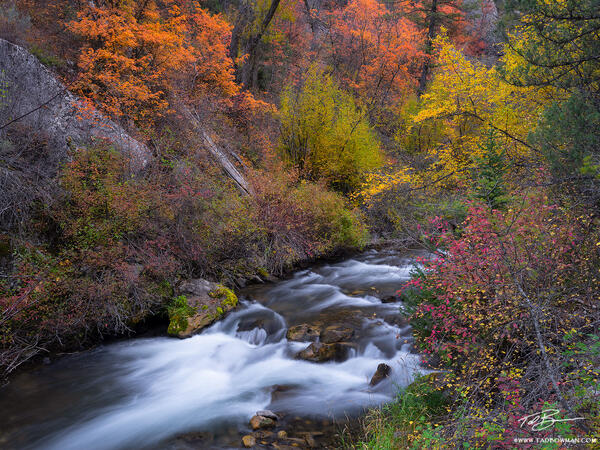 abrivervein4 print
