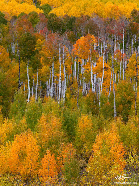 Autumn's Ascent print