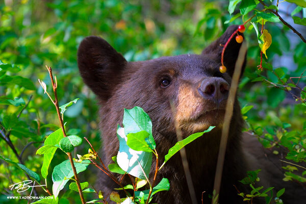 Baby Bear print