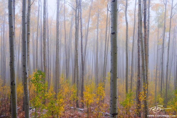 Ethereal Aspen Trees print