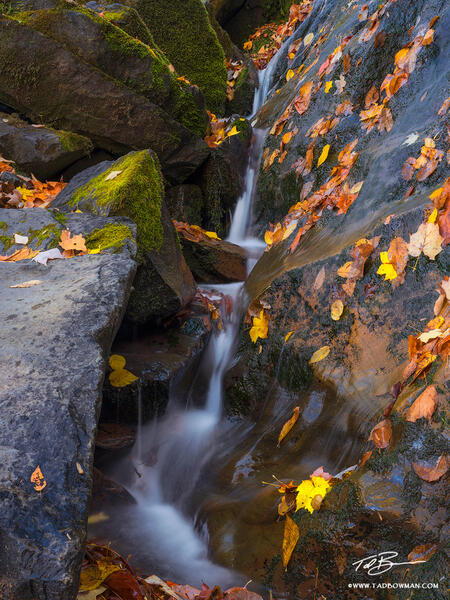 Fall Abstracts print