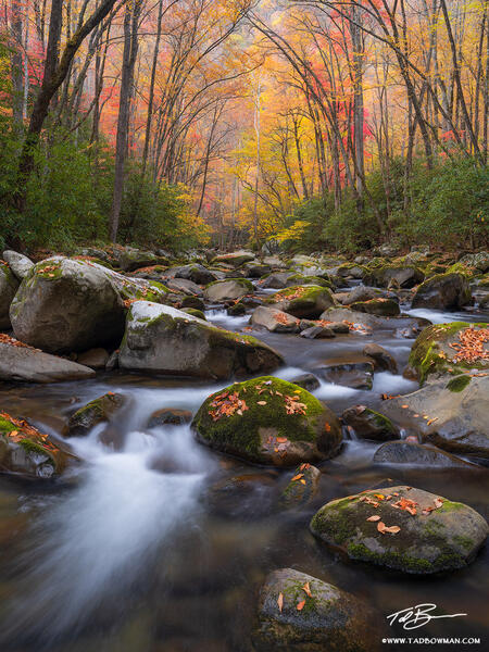 Fall Stream 2 print