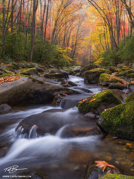 Fall Stream print
