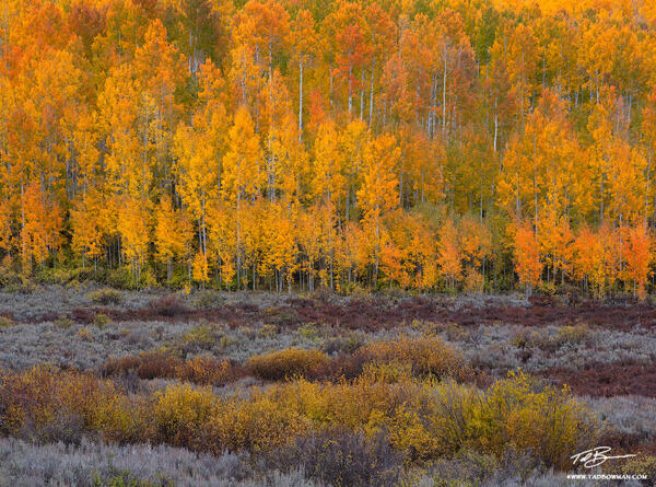 Fire in the Canopy print