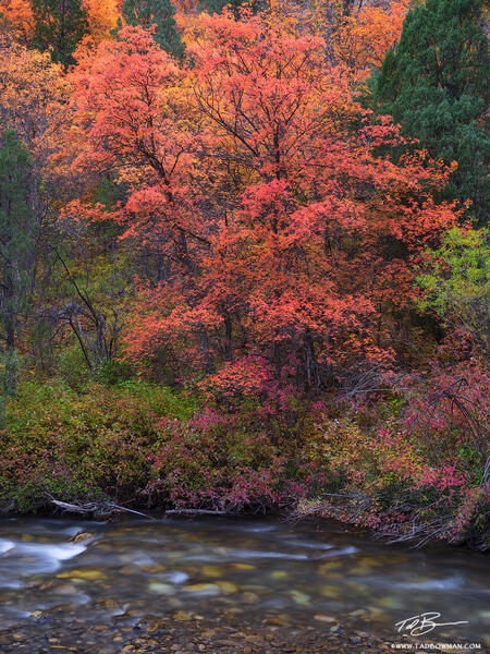 Fluorescent River Bed print