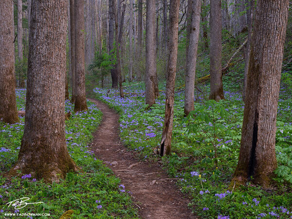 Lavender Path Through Oak Guardians print