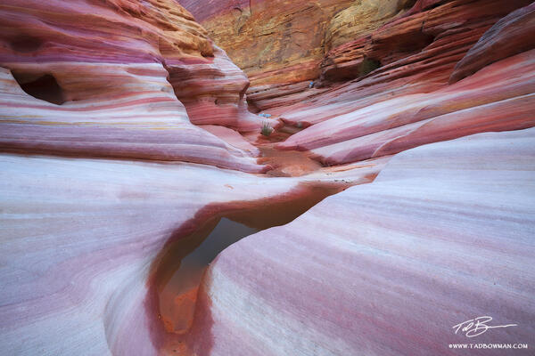 Pink Haven print