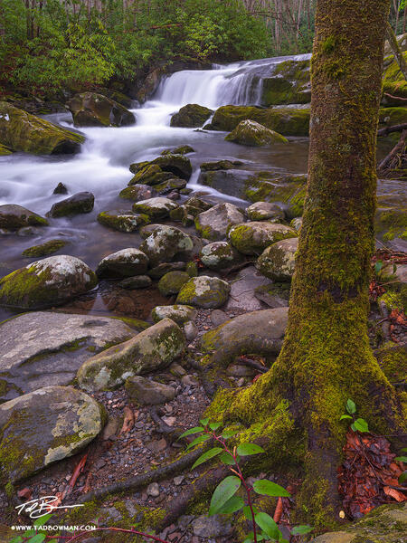 Rooted Elegance print