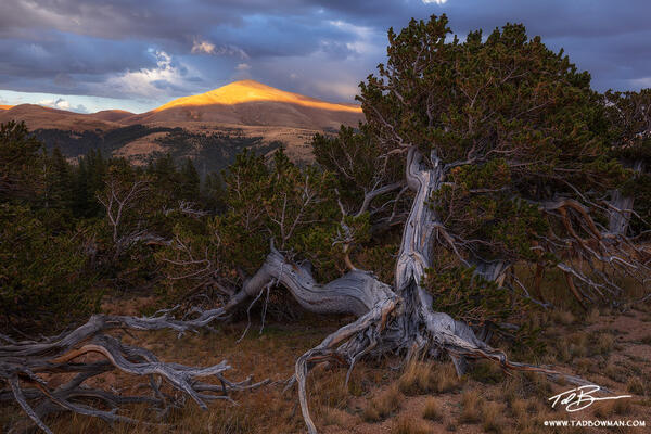 Silverheels Evening print