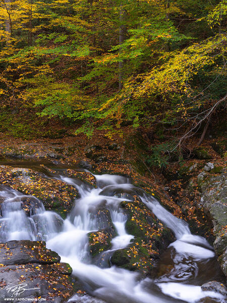 Smokies Cascade print