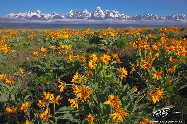 Teton Wildflowers print