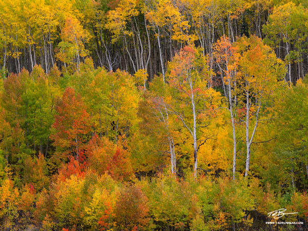 The Edge of October print