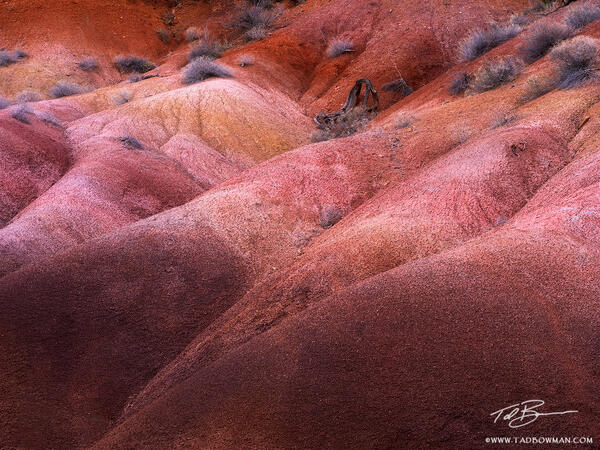 Desert Velvet print