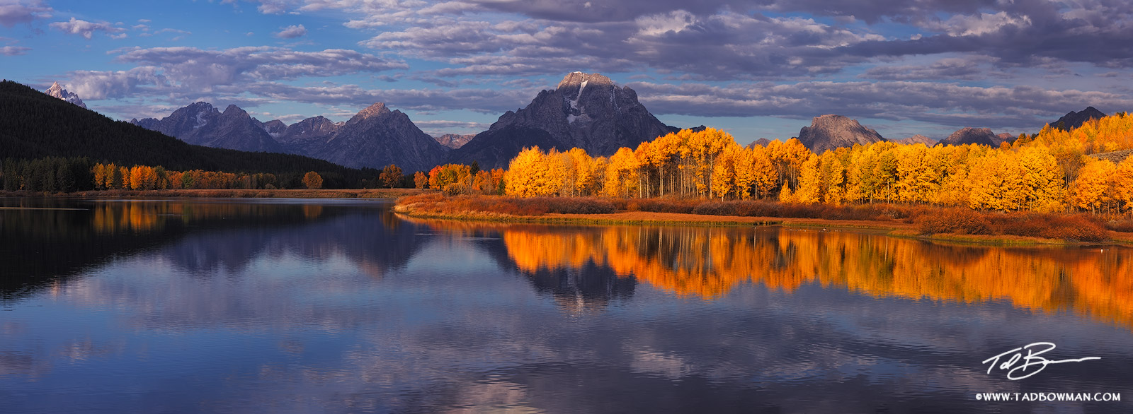 This Wyoming panorama mountain photo depicts a warm glow on the fall aspen trees at Oxbow Bend in the Grand Teton National Park...