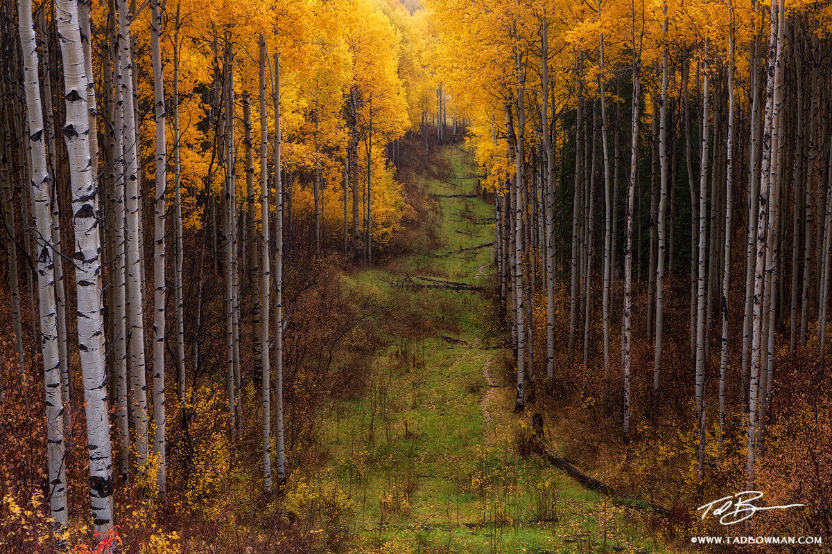 This Colorado autumn picture depicts a gold aspen grove divided by a green path.