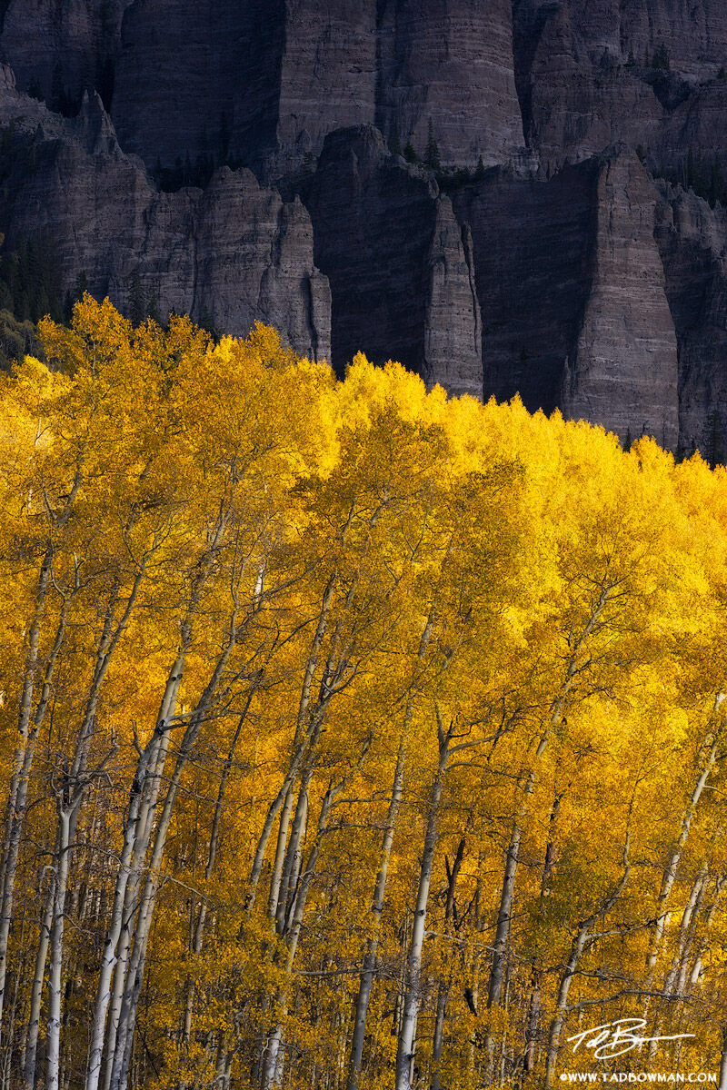 This Colorado autumn picture depicts gold quaking aspen trees under rocky pinnacles in the Uncompahgre Wilderness