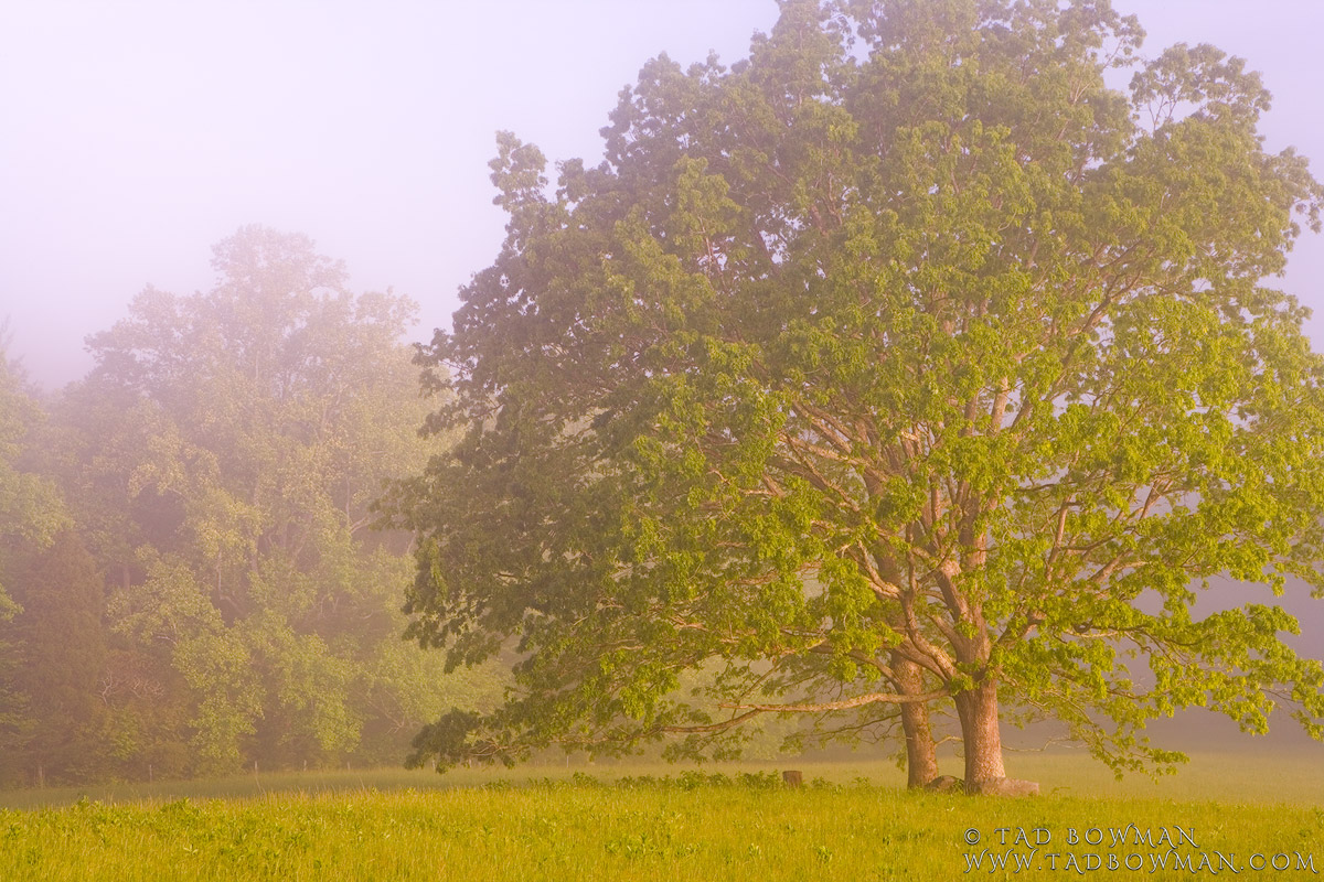 This Tennessee spring pisture depicts a foggy morning mist among trees in a pasture in Cades Cave situated in the Smoky Mountains...