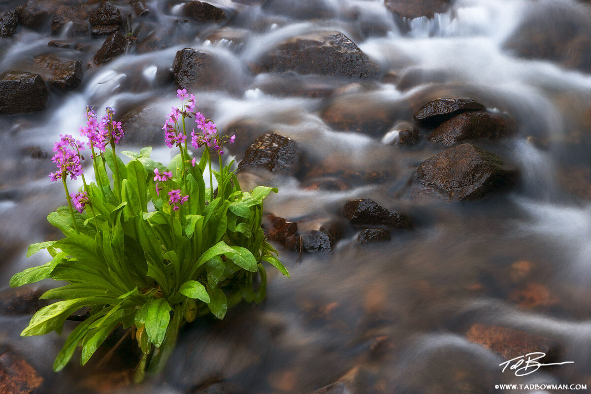 This Colorado photograph depicts an isolated patch of Parry's Primrose (primula_parryi) in a flowing mountain river.