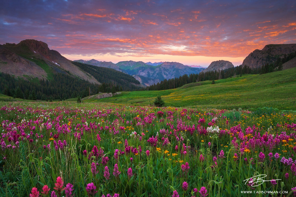 This Colorado mountain picture depicts a colorful summer sunrise with indian paintbrush wildflowers overlooking Cow Creek Valley...