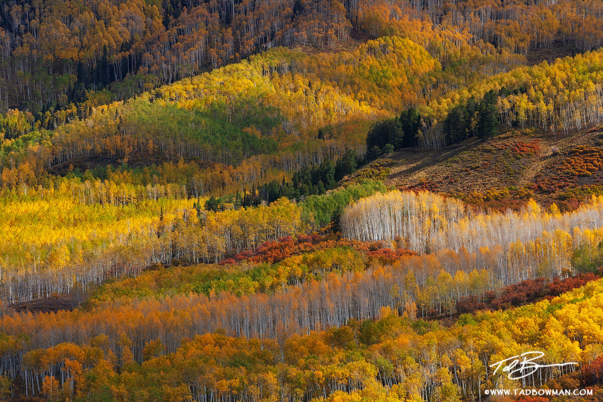 This Colorado autumn picture depicts an aspen tree forest with red, gold, orange, and green aspen trees in the Uncompahgre Wilderness...