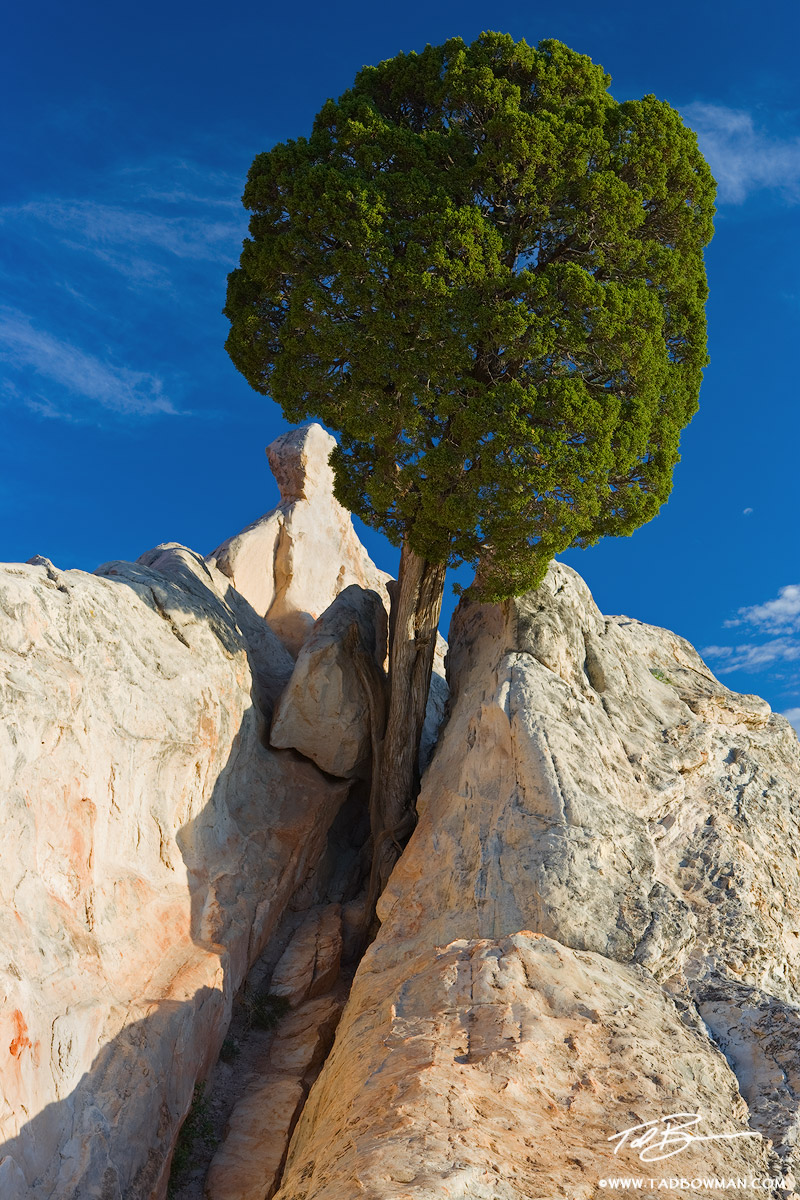 This Colorado photo depicts a Juniper tree growing out of a rock in the Garden of the Gods Park.
