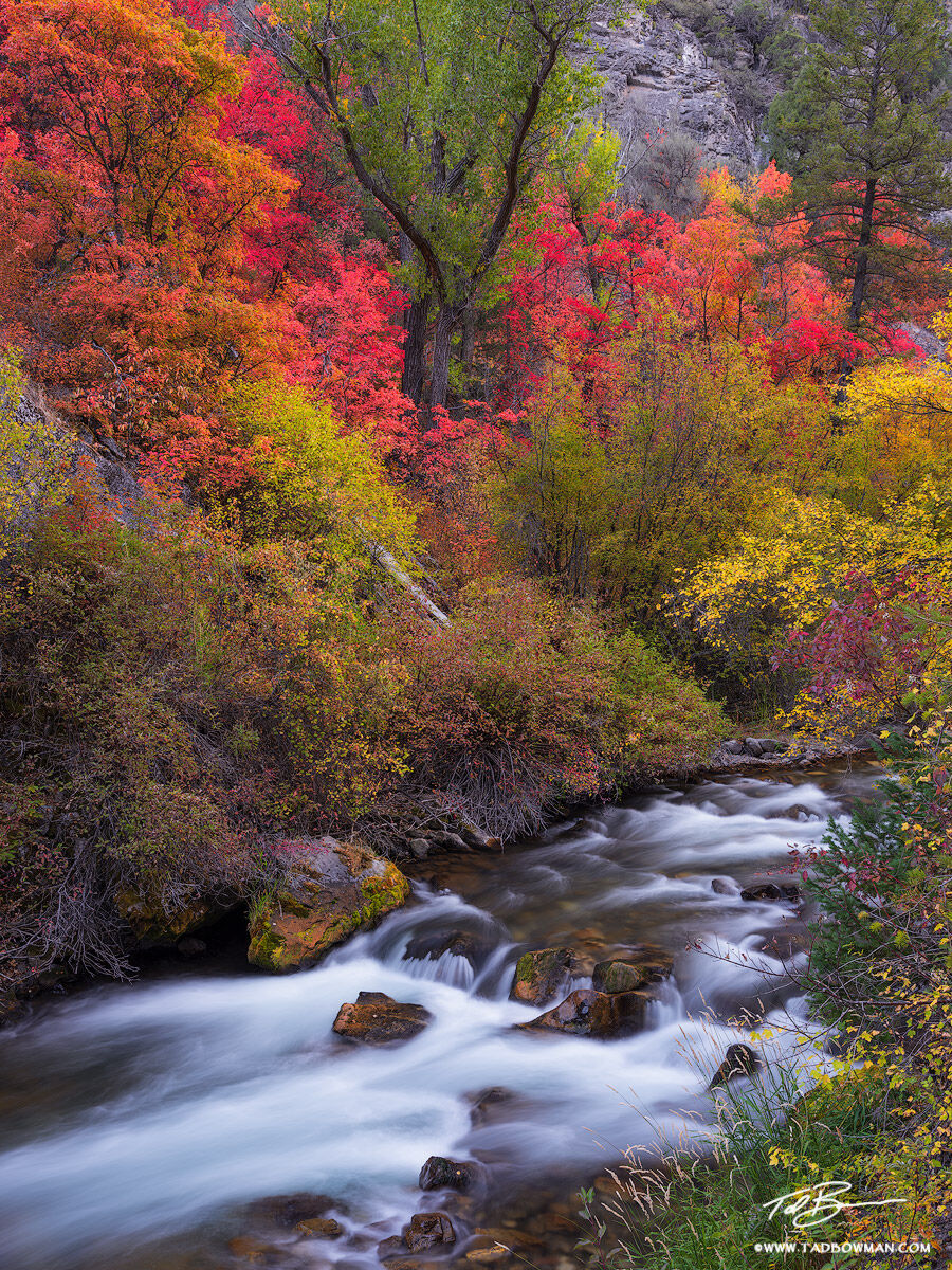 This Idaho autumn photo depicts a calm stream flowing in a forest with vibrant fall foliage.&nbsp;&nbsp;