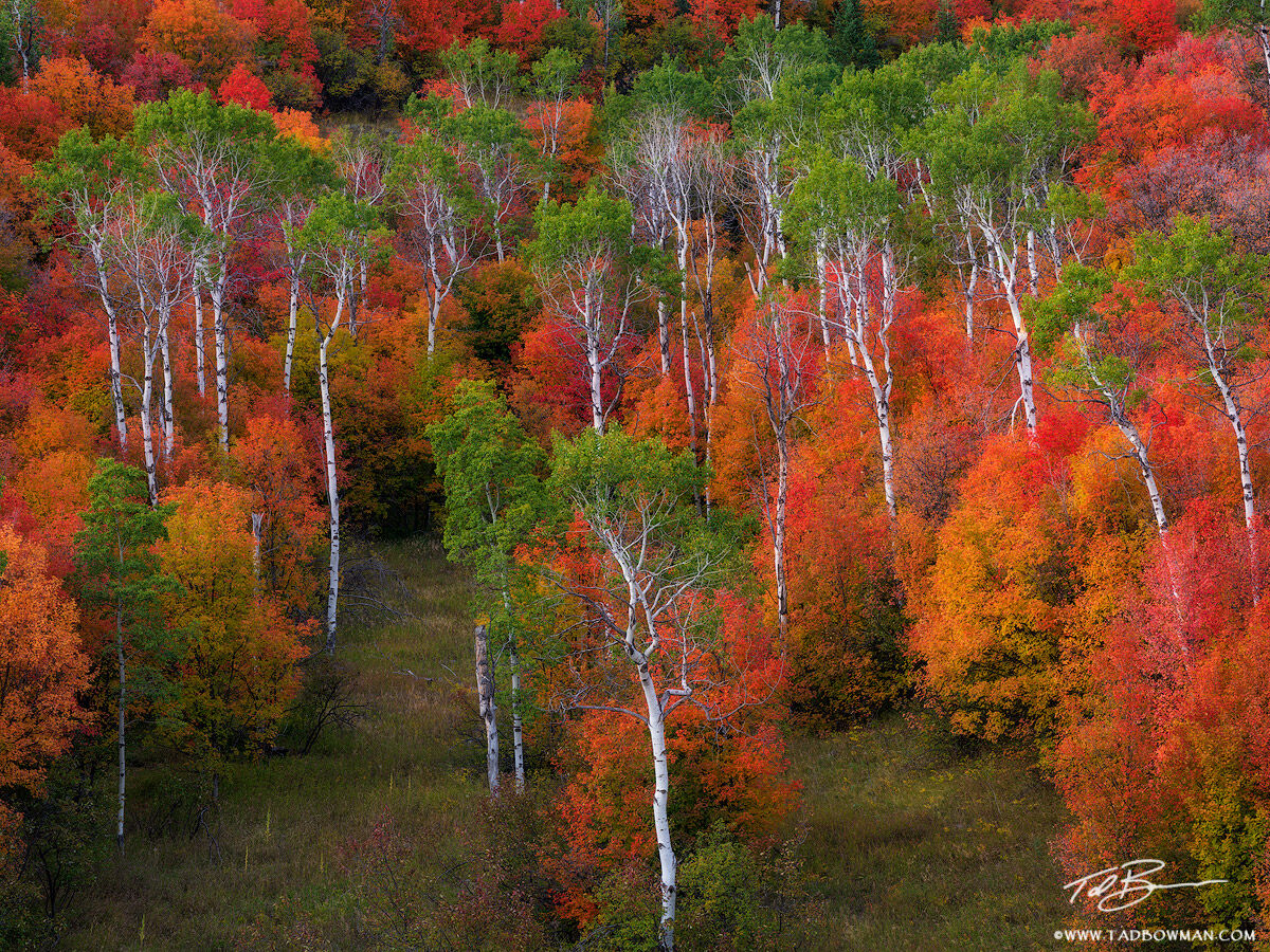 This Idaho autumn picture depicts a multitude of fall colors including maple, oak, and aspen trees.