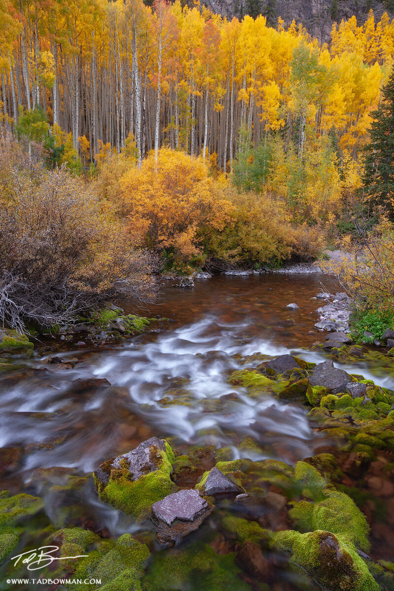 This Colorado Fall photo depicts a small stream flowing over green mossy rocks with vibrant gold aspen trees in the background...