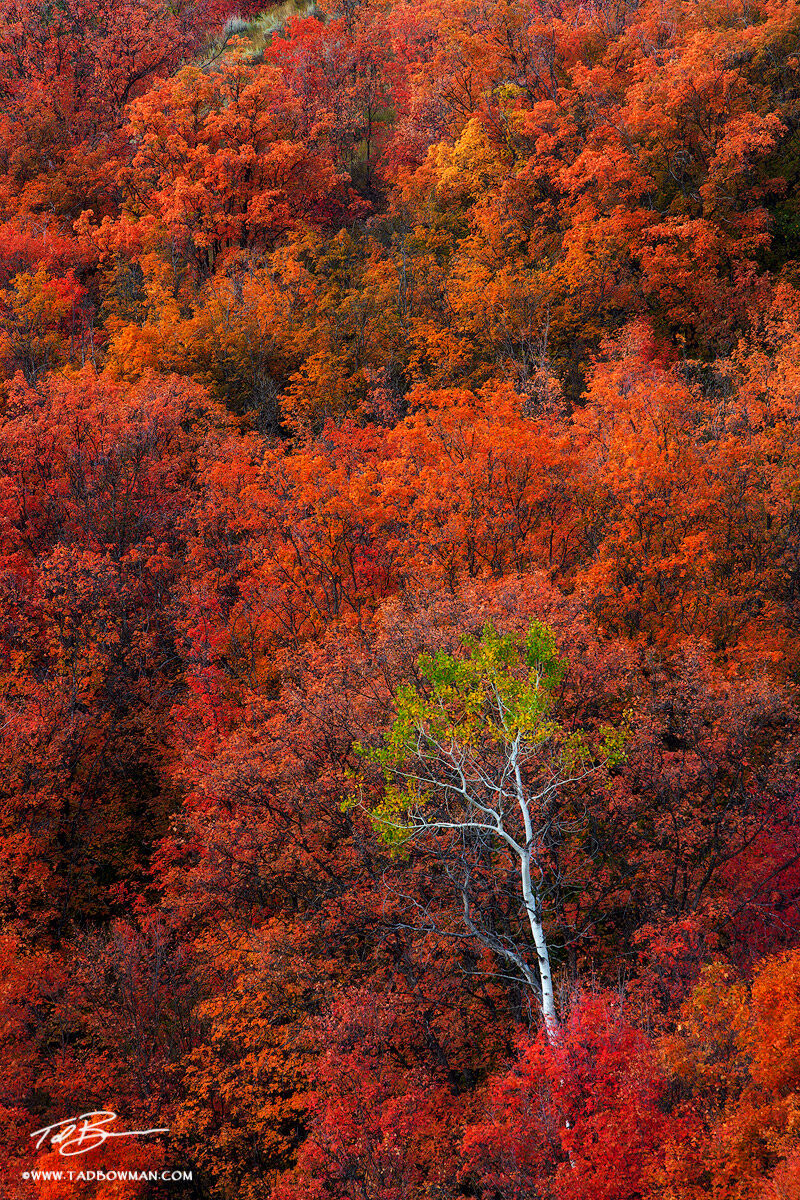 This Idaho autumn picture depicts a lone aspen tree among oak and maple trees during the fall season.