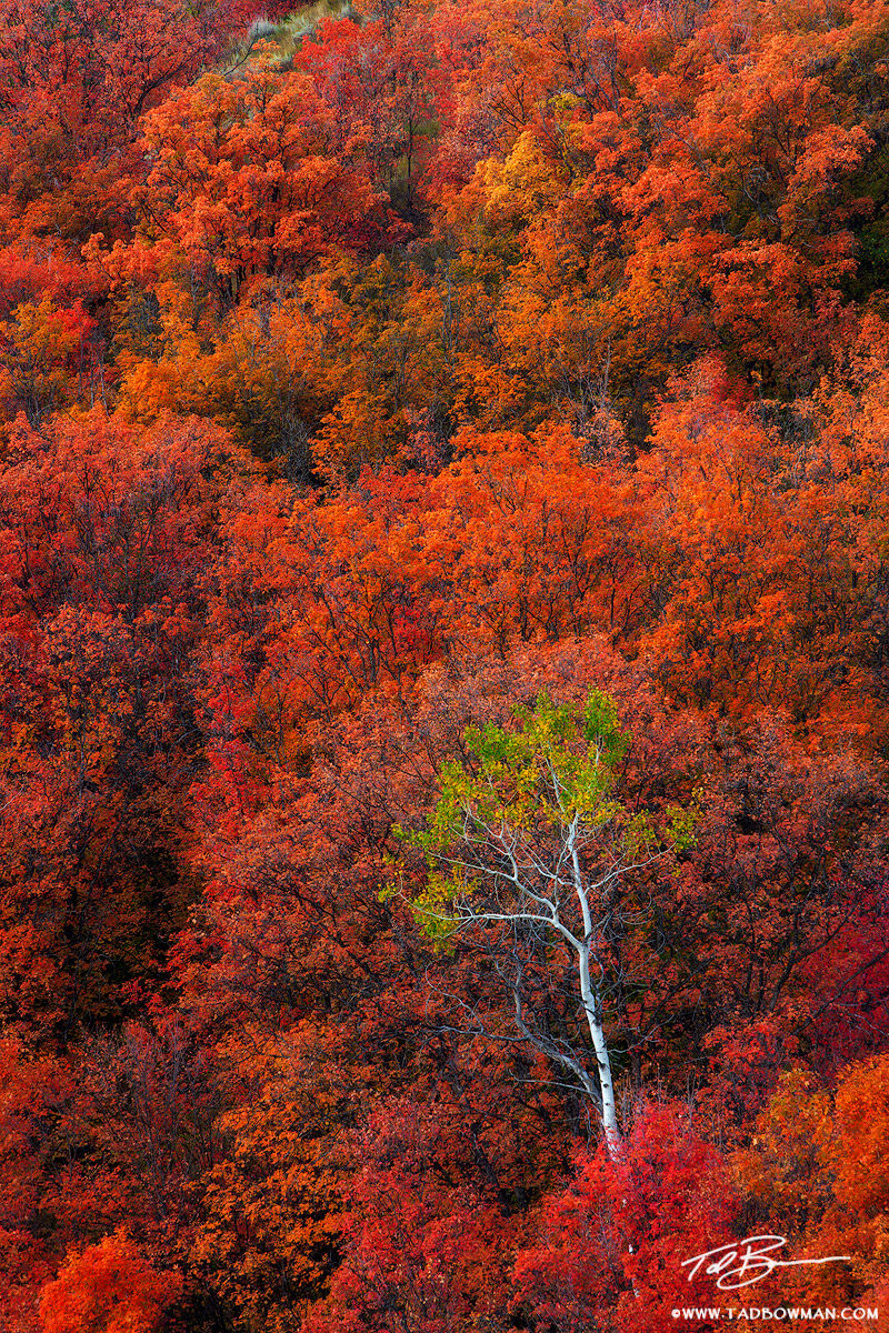 This Idaho autumn picture depicts a lone aspen tree among oak and maple trees during the fall season.