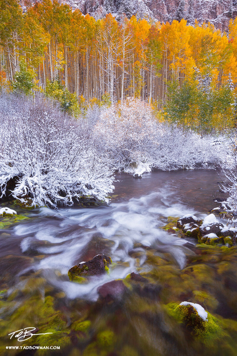 This Colorado fall photo depicts a fresh snow surrounding a stream with colorful aspen trees lining the bank.