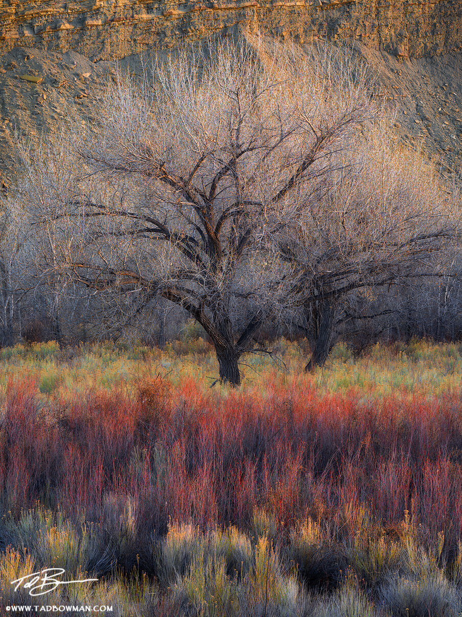 This Utah desert photo depicts last light on a cottonwood tree with colorful willows in the foreground